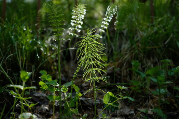 Meadow horsetail in the early morning in the forest among the sun's rays