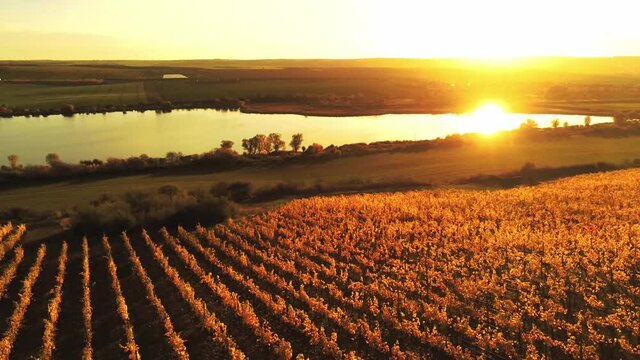 Flug &uuml;ber einen im Sonnenlicht strahlenden Weinberg bis zum S&uuml;&szlig;en See mit herbstlichen B&auml;umen