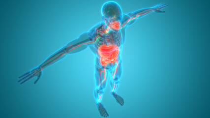 Obraz na płótnie Canvas Human Digestive System Anatomy