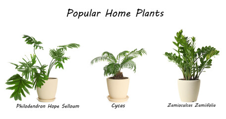 Set of popular house plants on white background