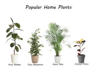 Set of popular house plants on white background