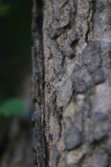 bark of a tree