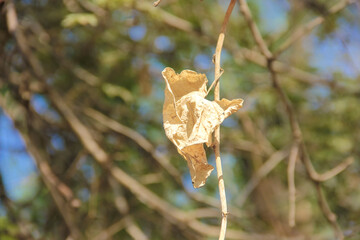 Dry leaf on tree branch