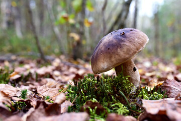 White mushroom in forest in autumn. Big boletus grows in the wildlife against the background of green moss. Porcini bolete mushrooms. Season for picked gourmet mushrooming.