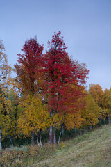Fototapeta premium Autumn in Norway