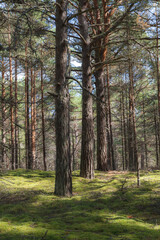 Pine forest growing on a mossed ground n a sunny day