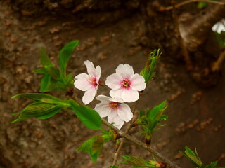 桜の木の幹とソメイヨシノの花