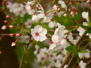 放水路対岸を背景に咲く桜の花