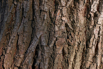 Tree bark close up