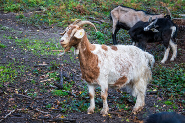 Ziegen in einem Gehege am Wanderweg Ochsentour bei Oerlinghausen im Naturschutzgebiet Senne.