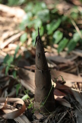 Bamboo shoot in the bamboo forest