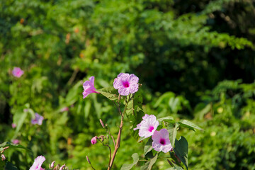 Naklejka premium Colorful flower on tree branch