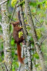 Obraz premium portrait of red squirrel in the tree