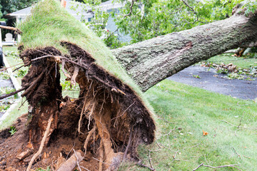 Roots of a tree that was blown down across a driveway