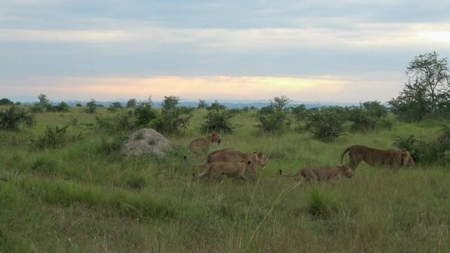 Pride of lions (Panthera leo) walking in the Ishasha area of Queen Elizabeth National park, Uganda