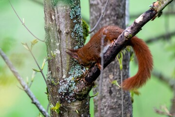 portrait of red squirrel in the tree