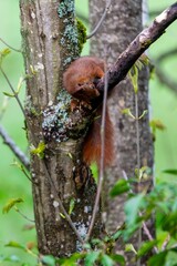 portrait of red squirrel in the tree