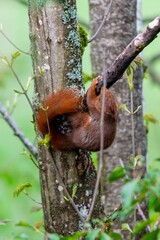 portrait of red squirrel in the tree