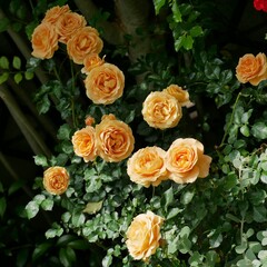 bunch of roses