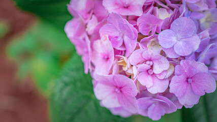 Purple Flower Blossom