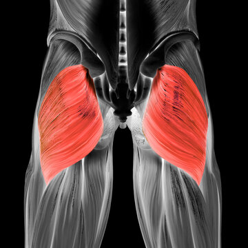 Human Muscular System Leg Muscles Gluteus Maximus Muscle Anatomy