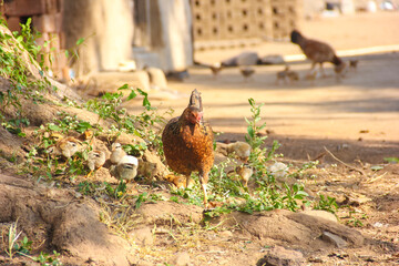 hen and his little child