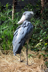 秋の東京上野動物園のハシビロコウの姿