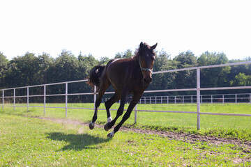 Dark bay horse in paddock on sunny day. Beautiful pet