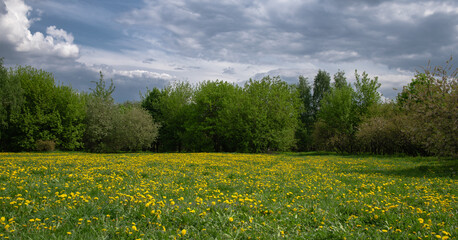 Obraz premium Field with bright spring dandelions