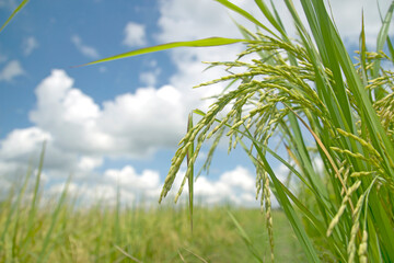 Ear of rice with soft focus of green paddy field in the background