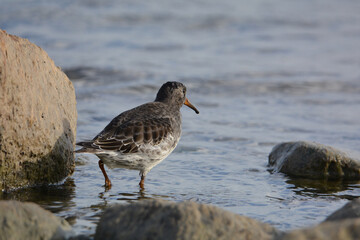 Purple Sandpiper