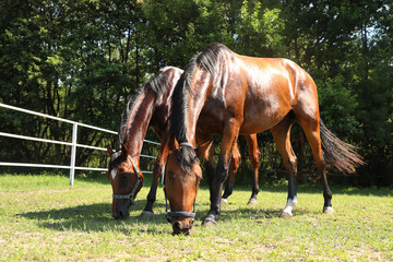 Obraz premium Bay horses in paddock on sunny day. Beautiful pets