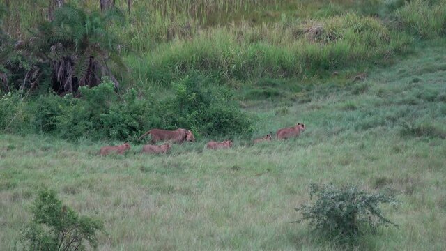 Male and Female lion (Panthera leo) with four cubs. Walking through the grassland of Ishasha in Queen Elizabeth National park, Uganda