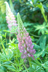 Blooming Lupine flowers in the garden