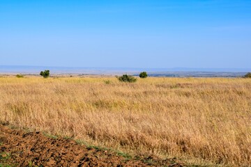 Obraz premium Kenya: landscape of maasai mara park