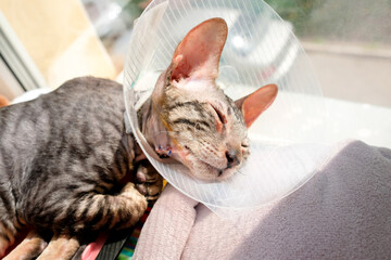 A cat after surgery to remove a polyp in the ear. The seam is visible. Wearing a protective blanket