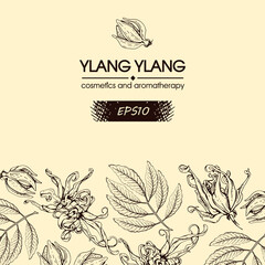 Background with flowers and leaves of ylang-ylang. Detailed hand-drawn sketches, vector botanical illustration.