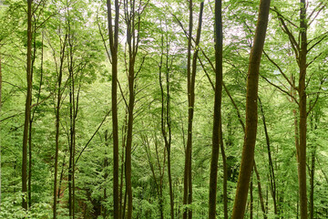 Frischer grüner Laubwald