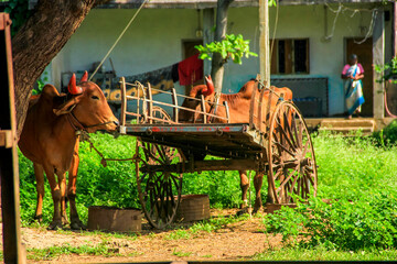 Fototapeta na wymiar indian cow, rural scene photography