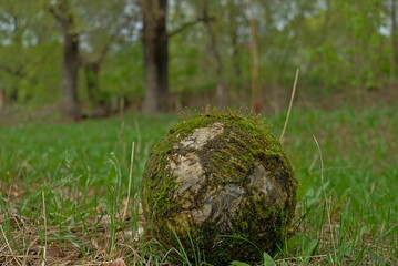 Moss covered soccer ball