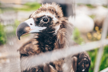 Close up cinereous black vulture Aegypius monachus in captivity in the zoo through the bars