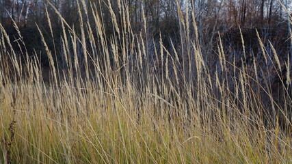 Tall stalks of grass grass in autumn