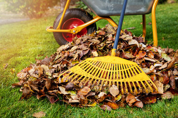 raking fallen autumn leaves in the garden on sunny fall day. leaf pile and rake