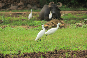 Flamingo birds standing in grass field