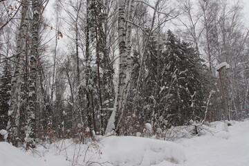winter forest in the snow