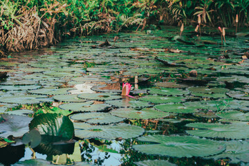 lotus flower on the water
