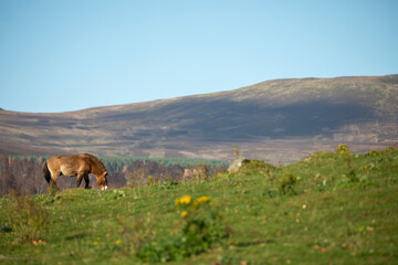 Fototapeta na wymiar Przewalski's Wild Horse, Equus ferus przewalskii, wide image amongst mountain scenery on a sunny day.