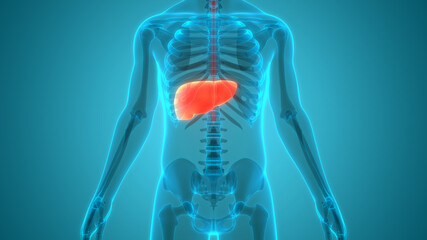Human Internal Digestive Organ Liver Anatomy
