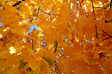 autumn leaves background