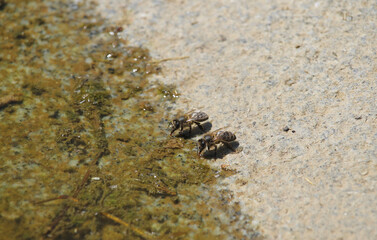 Two western honey bee or European honey bee (Apis mellifera) drinking in a puddle on a hot summer day
